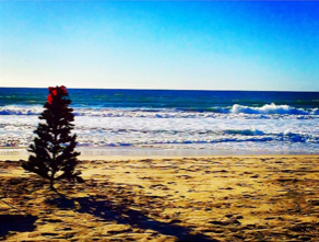 Christmas tree on the beach in San Diego. A classic San Diego Christmas tradition. 