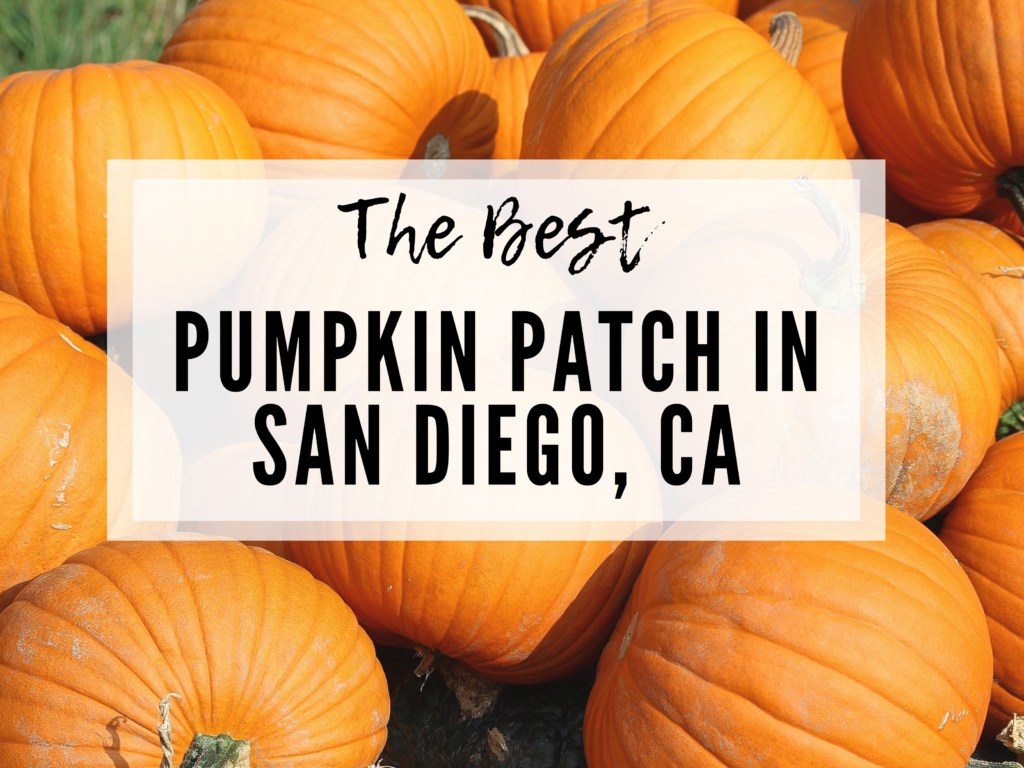 The best pumpkin patch for Fall in San Diego 