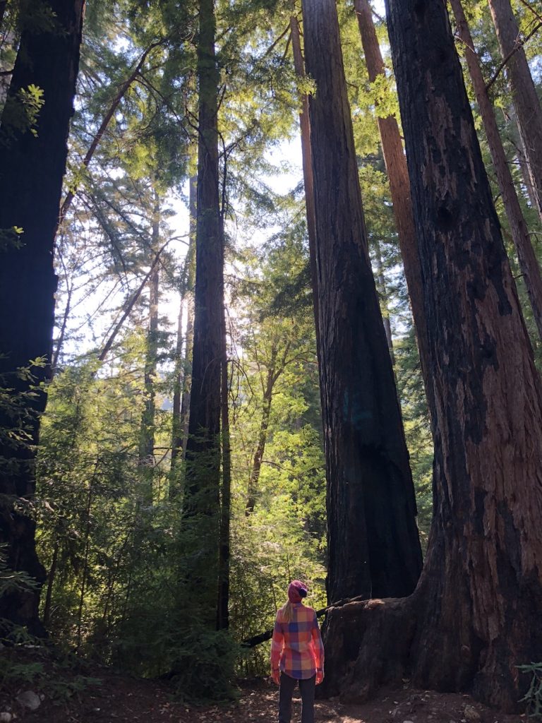 Redwood trees in Big, Sur California 