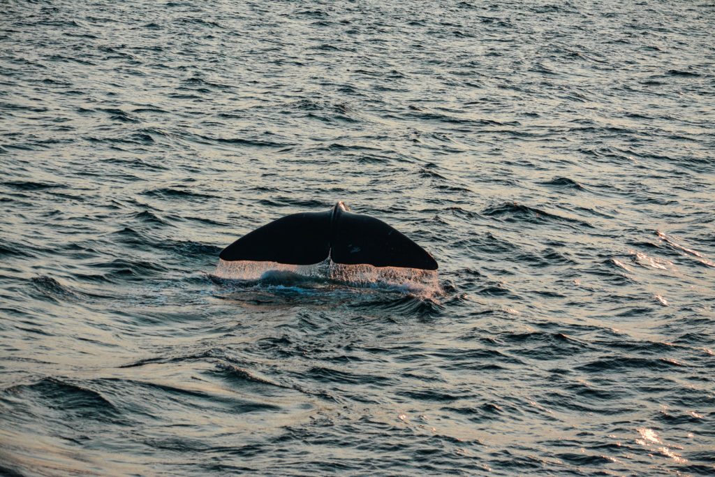 Whale watching is a common spring activity in San Diego